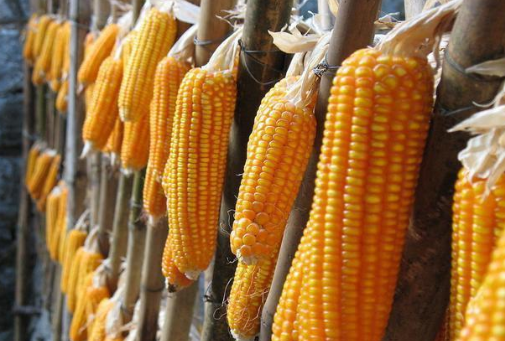 玉米价格行情走势分析 东北玉米深加工企业价格出现回调