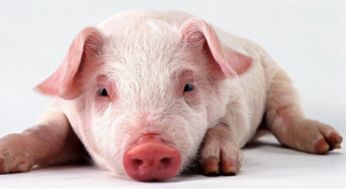 8月11日全国生猪价格最新行情、今日猪价一览表