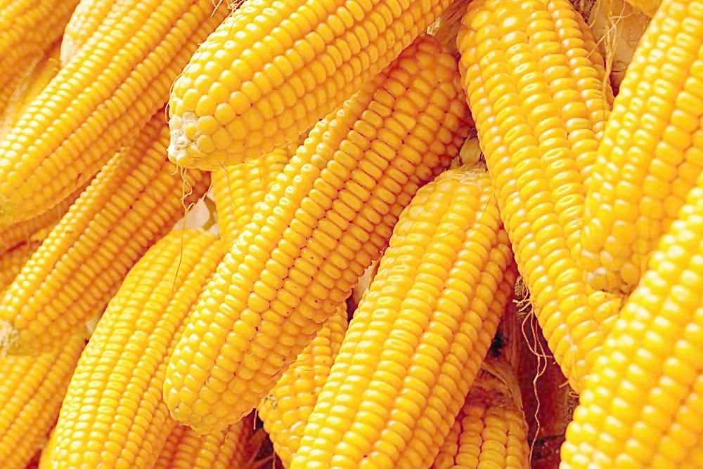 2018年8月11日全国各地玉米价格最新行情一览