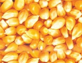 2018年8月3日全国各地玉米价格最新行情一览