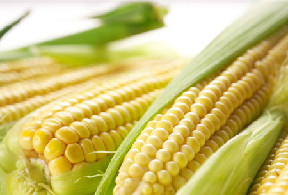 2018年8月1日全国各地玉米价格最新行情一览