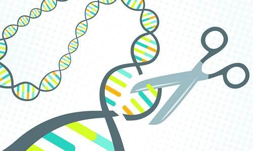 中国研发出新型基因剪刀载体 新型基因剪刀载体有何作用？