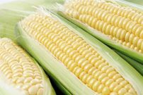2018年6月30日全国各地玉米价格最新行情一览
